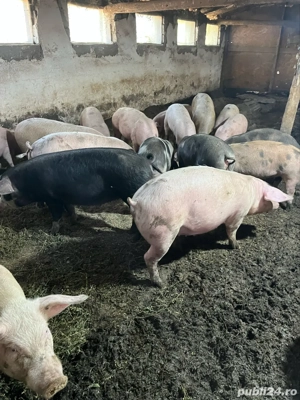 vand porci de taiat de la 100 la 200 kg - imagine 3