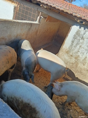 Porci de vânzare..  - imagine 3 Porci de vânzare..  - imagine 3