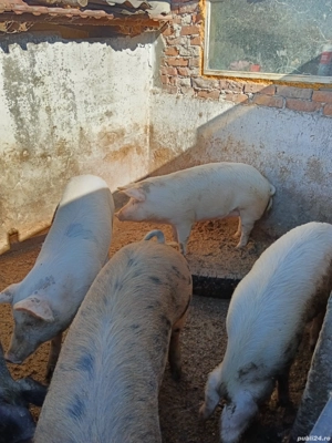 Porci de vânzare..  - imagine 2 Porci de vânzare..  - imagine 2