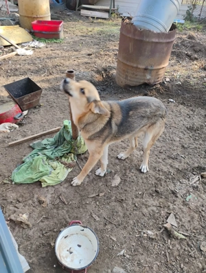 URGENT Ofer cățel spre adoptie - imagine 5