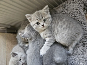 pui British Shorthair Tabby