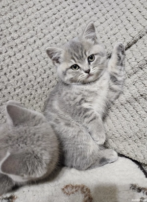 pui British Shorthair Tabby - imagine 2