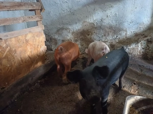 Vand purcei de 10 saptamani - imagine 2 Vand purcei de 10 saptamani - imagine 2