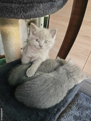 pui British Shorthair Tabby - imagine 3