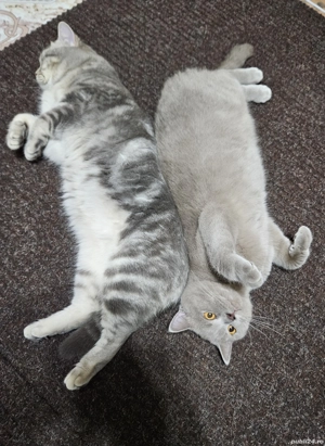 pui British Shorthair Tabby - imagine 5