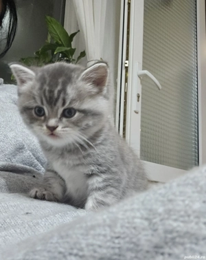 pui British Shorthair Tabby - imagine 4
