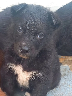 Ciobanesc German -Ciobanesc Alsacian  - imagine 2