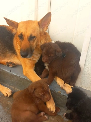 Ciobanesc German -Ciobanesc Alsacian  - imagine 3