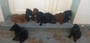 Ciobanesc German -Ciobanesc Alsacian 