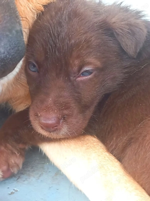 Ciobanesc German -Ciobanesc Alsacian  - imagine 4