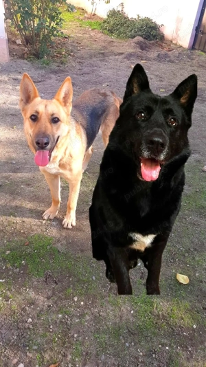 Ciobanesc German -Ciobanesc Alsacian  - imagine 5