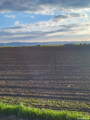 Teren extravilan, Letea Veche - imagine 4