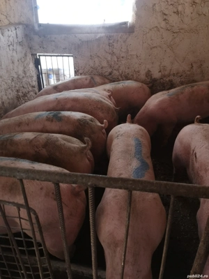 Vând 10 porci rasă de carne 130-140 kg - imagine 2 Vând 10 porci rasă de carne 130-140 kg - imagine 2
