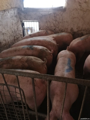 Vând 10 porci rasă de carne 130-140 kg - imagine 4 Vând 10 porci rasă de carne 130-140 kg - imagine 4