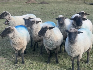 Vand 6 oi cap negru german - imagine 2 Vand 6 oi cap negru german - imagine 2