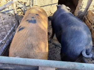 Porci de vânzare!  - imagine 2 Porci de vânzare!  - imagine 2