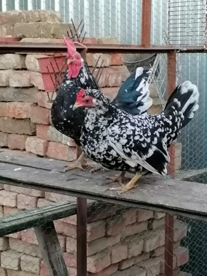 Gainuse de vânzare  - imagine 3