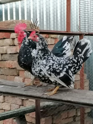 Gainuse de vânzare  - imagine 2