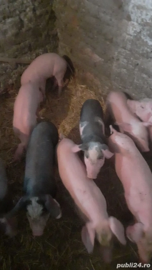 Se vinde rasă bună  - imagine 2