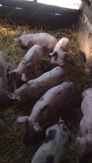 Purcei de vinzare - imagine 2