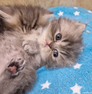 Pisoias pisica persana