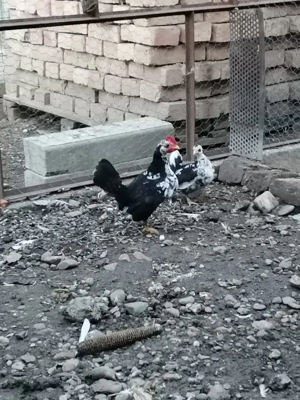 Gainuse de vânzare  - imagine 5