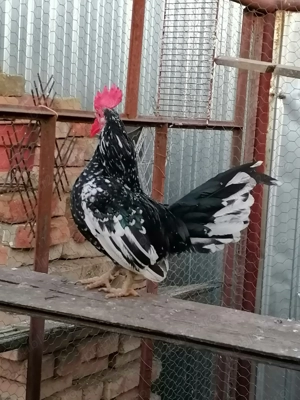 Gainuse de vânzare  - imagine 6