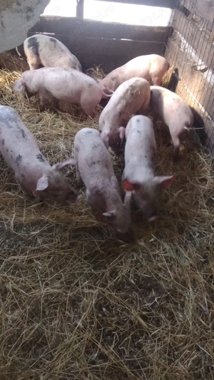Purcei de vinzare - imagine 3