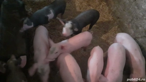 Se vinde rasă bună  - imagine 4