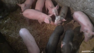 Se vinde rasă bună  - imagine 5