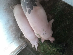 Porci de vânzare  - imagine 2 Porci de vânzare  - imagine 2