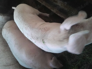 Porci de vânzare  - imagine 3 Porci de vânzare  - imagine 3
