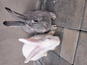 Iepuri hycole de 4 luni