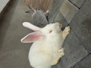 Iepuri hycole de 4 luni - imagine 2