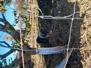 Porci Bazna de vânzare