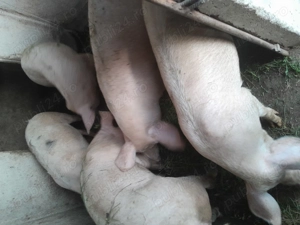 Porci de vânzare  - imagine 4 Porci de vânzare  - imagine 4