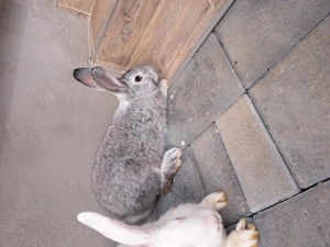 Iepuri hycole de 4 luni - imagine 3