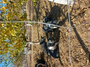 Porci Bazna de vânzare - imagine 4