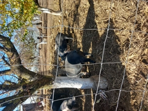 Porci Bazna de vânzare - imagine 3