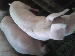 Porci de vânzare  - imagine 5 Porci de vânzare  - imagine 5