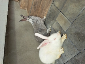 Iepuri hycole de 4 luni - imagine 4