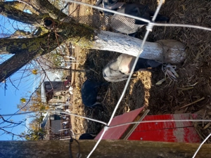 Porci Bazna de vânzare - imagine 2