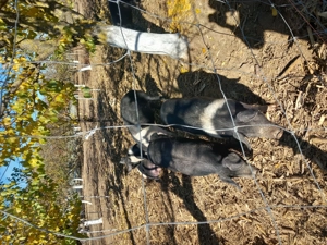 Porci Bazna de vânzare - imagine 5