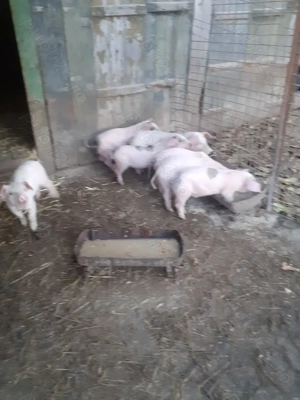 Purcei pietrain cu landrace  - imagine 3 Purcei pietrain cu landrace  - imagine 3