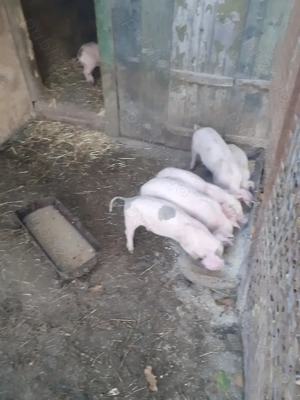 Purcei pietrain cu landrace  - imagine 2 Purcei pietrain cu landrace  - imagine 2