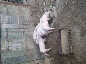 Purcei pietrain cu landrace  - imagine 4 Purcei pietrain cu landrace  - imagine 4