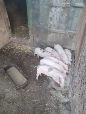 Purcei pietrain cu landrace 