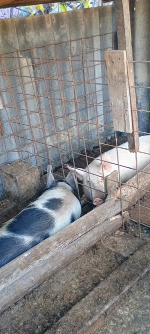 Porci de vânzare 25kg, 80kg, 200kg   hrăniți natural, preț negociabil - imagine 3