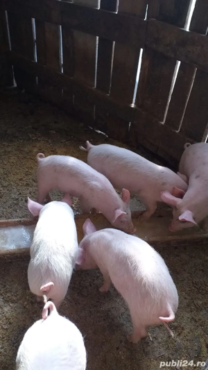 vand purcei - imagine 2 vand purcei - imagine 2