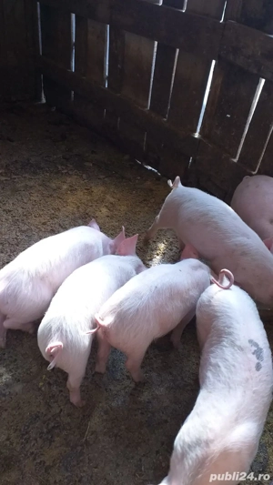 vand purcei - imagine 3 vand purcei - imagine 3